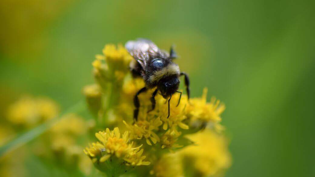 Biodiversité sur les Toits 