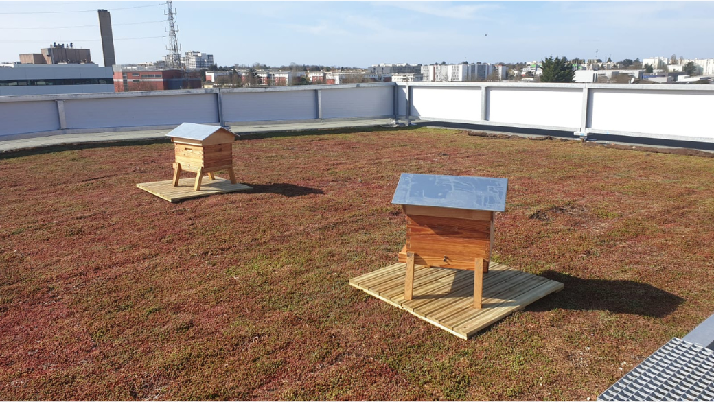 L'Impact de l'Installation de Ruches et d'Hôtels à Insectes sur une Toiture Végétalisée