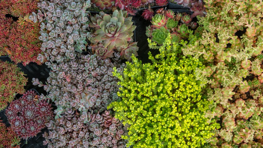 Le Sédum : La Plante Parfaite pour Vos Toitures Végétalisées et Jardins