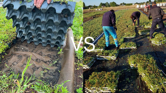 Comment végétaliser avec les caissettes en sedum