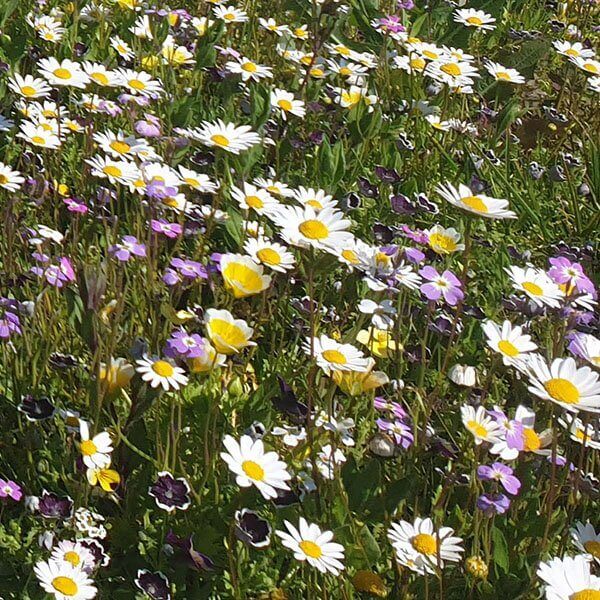 Les fleurs vivaces