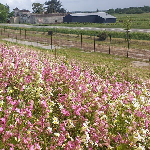 Mélange de Prairie Fleurie Spécial Toiture Végétalisée - Pot de 500 grammes